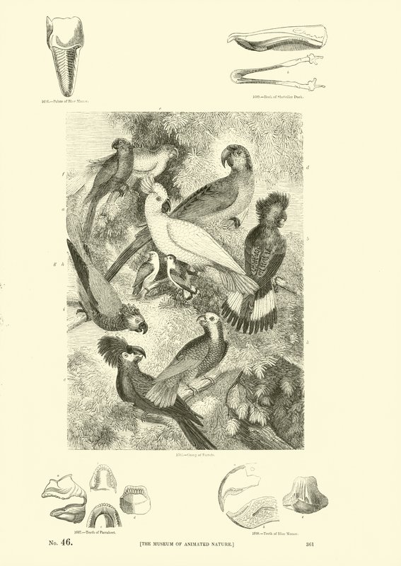 Side fra The Pictorial Museum of Animated Nature af English School