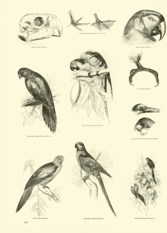 Side fra The Pictorial Museum of Animated Nature af English School