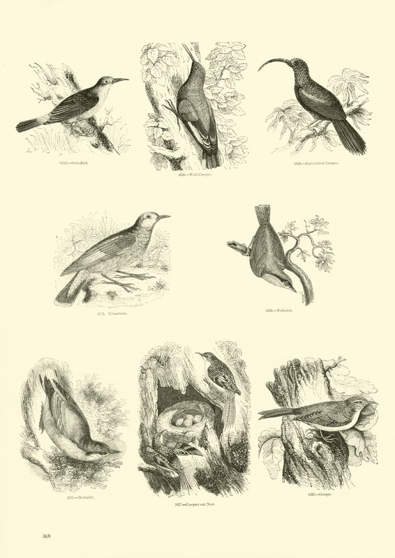 Side fra The Pictorial Museum of Animated Nature af English School