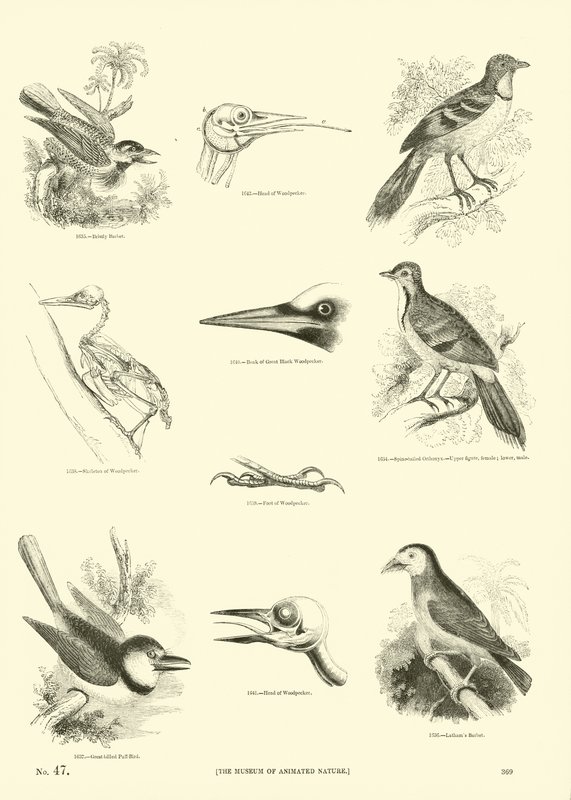 Side fra The Pictorial Museum of Animated Nature af English School