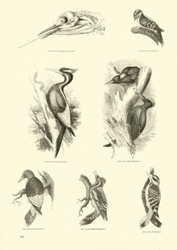 Side fra The Pictorial Museum of Animated Nature af English School
