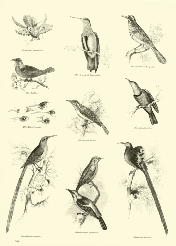 Side fra The Pictorial Museum of Animated Nature af English School