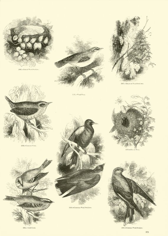 Side fra The Pictorial Museum of Animated Nature af English School