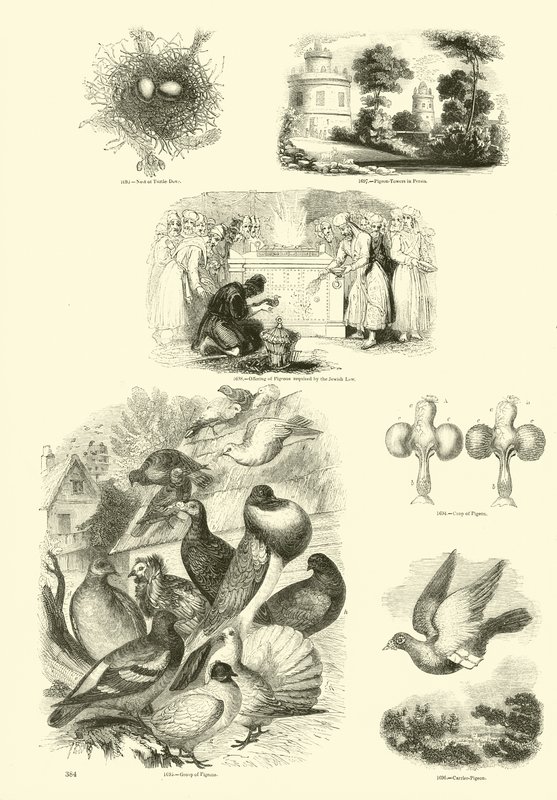 Side fra The Pictorial Museum of Animated Nature af English School