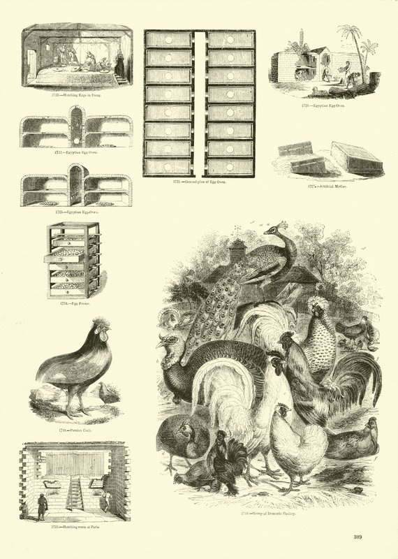 Side fra The Pictorial Museum of Animated Nature af English School