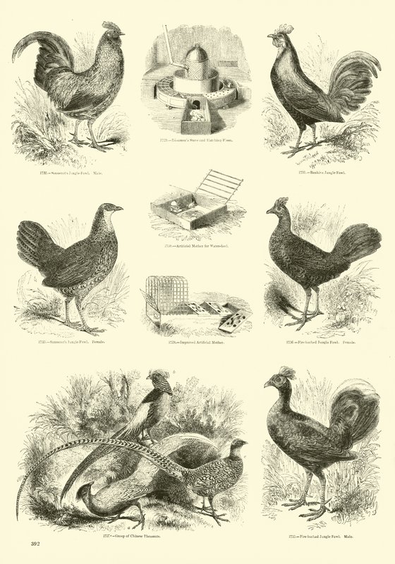 Side fra The Pictorial Museum of Animated Nature af English School