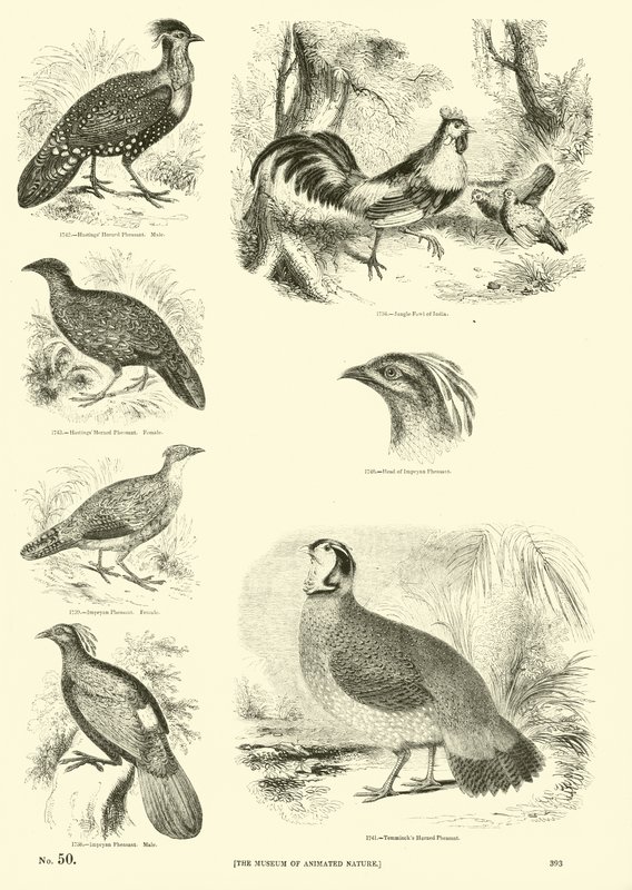 Side fra The Pictorial Museum of Animated Nature af English School