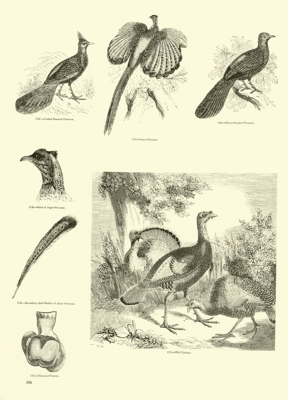 Side fra The Pictorial Museum of Animated Nature af English School