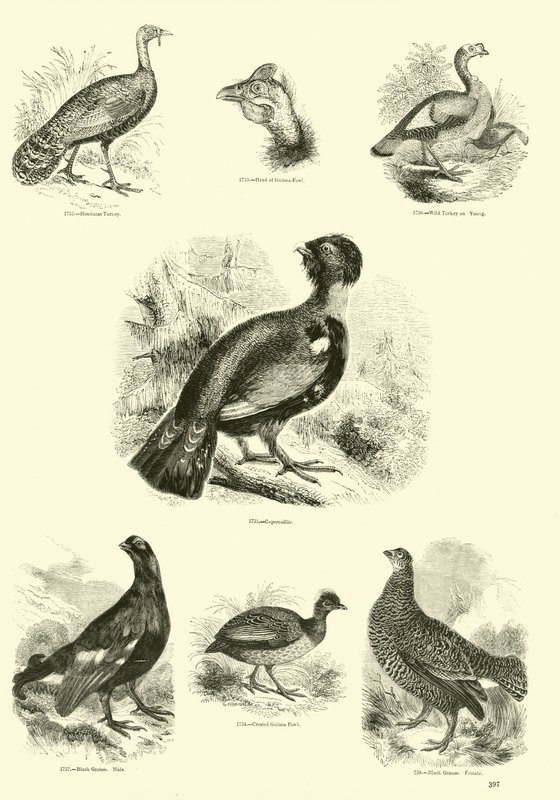 Side fra The Pictorial Museum of Animated Nature af English School