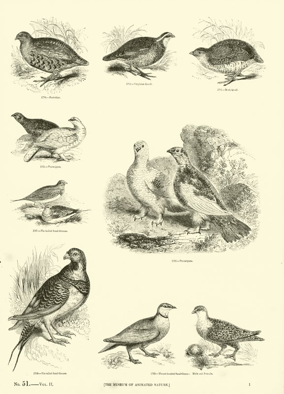 Side fra The Pictorial Museum of Animated Nature af English School