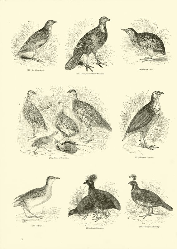 Side fra The Pictorial Museum of Animated Nature af English School
