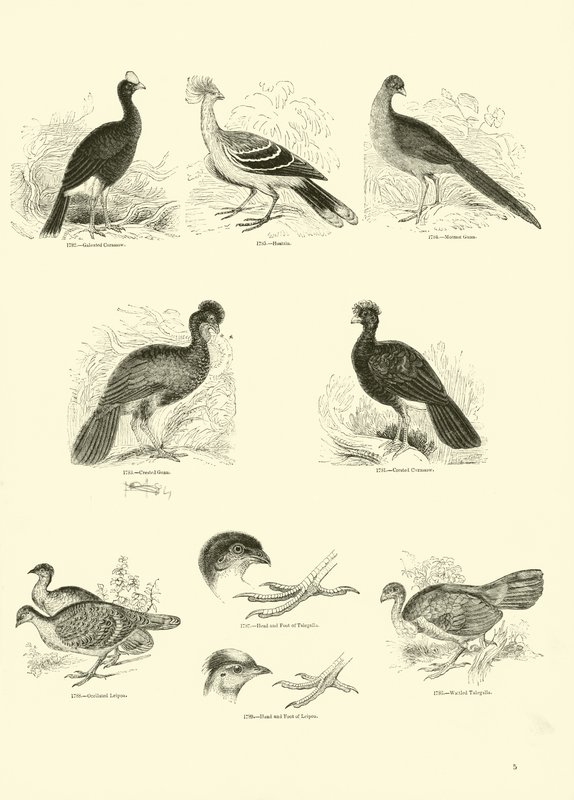 Side fra The Pictorial Museum of Animated Nature af English School