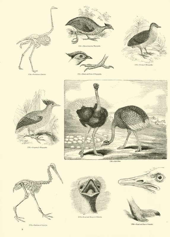 Side fra The Pictorial Museum of Animated Nature af English School