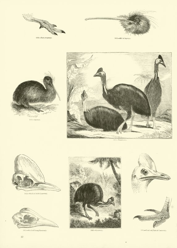 Side fra The Pictorial Museum of Animated Nature af English School