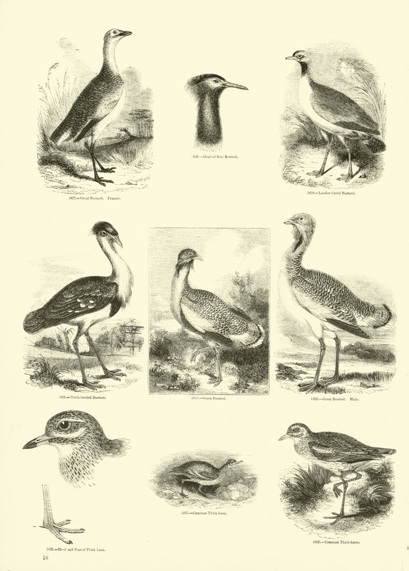 Side fra The Pictorial Museum of Animated Nature af English School