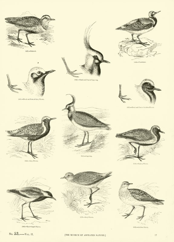 Side fra The Pictorial Museum of Animated Nature af English School