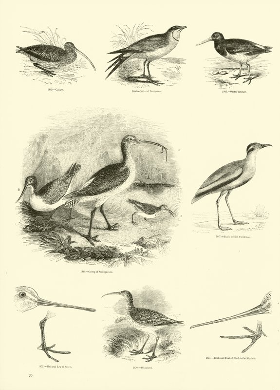 Side fra The Pictorial Museum of Animated Nature af English School