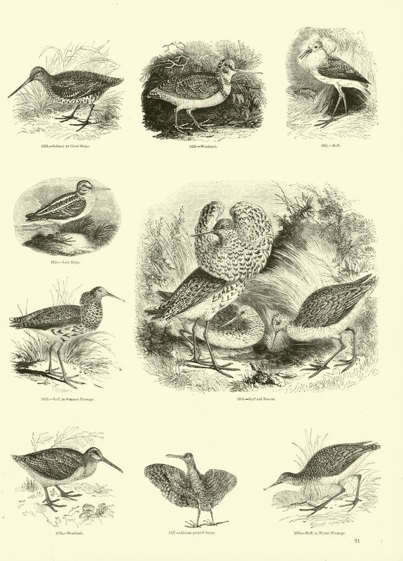 Side fra The Pictorial Museum of Animated Nature af English School