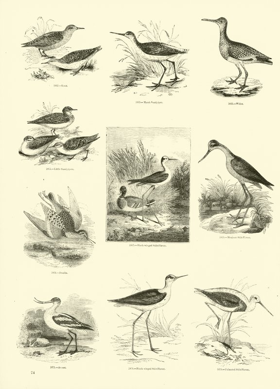 Side fra The Pictorial Museum of Animated Nature af English School