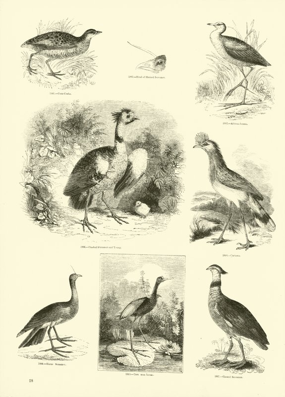 Side fra The Pictorial Museum of Animated Nature af English School
