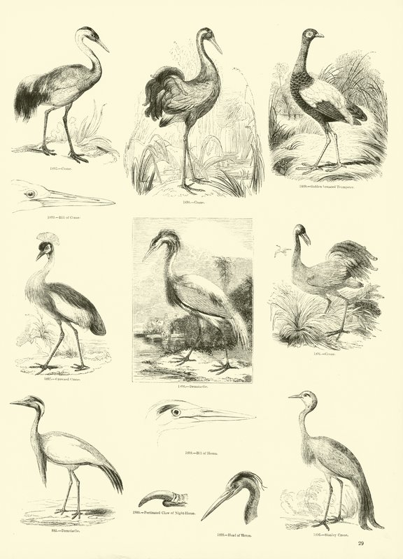 Side fra The Pictorial Museum of Animated Nature af English School