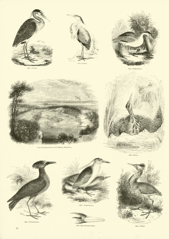 Side fra The Pictorial Museum of Animated Nature af English School