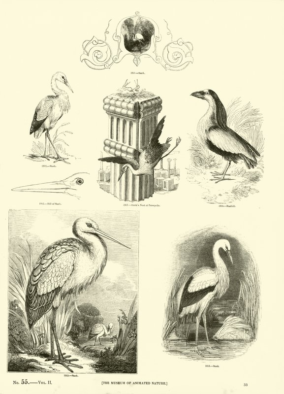 Side fra The Pictorial Museum of Animated Nature af English School