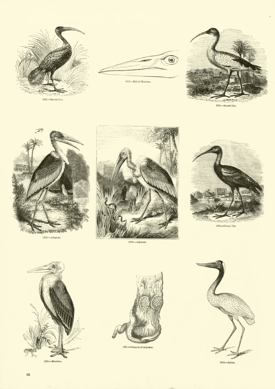 Side fra The Pictorial Museum of Animated Nature af English School