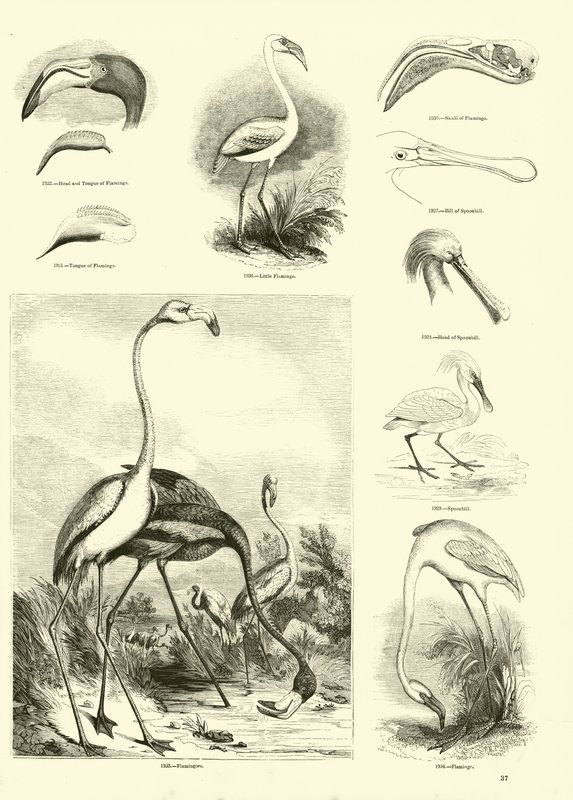 Side fra The Pictorial Museum of Animated Nature af English School