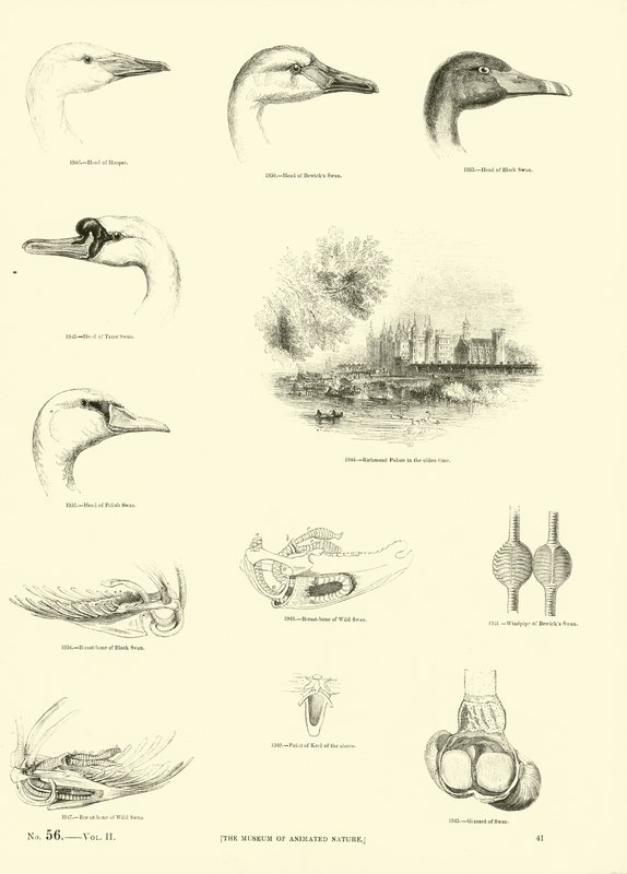 Side fra The Pictorial Museum of Animated Nature af English School