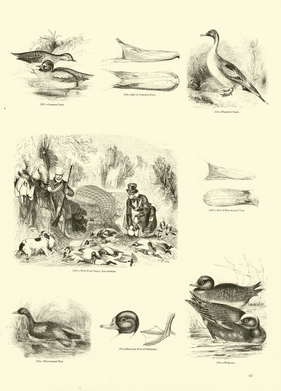 Side fra The Pictorial Museum of Animated Nature af English School