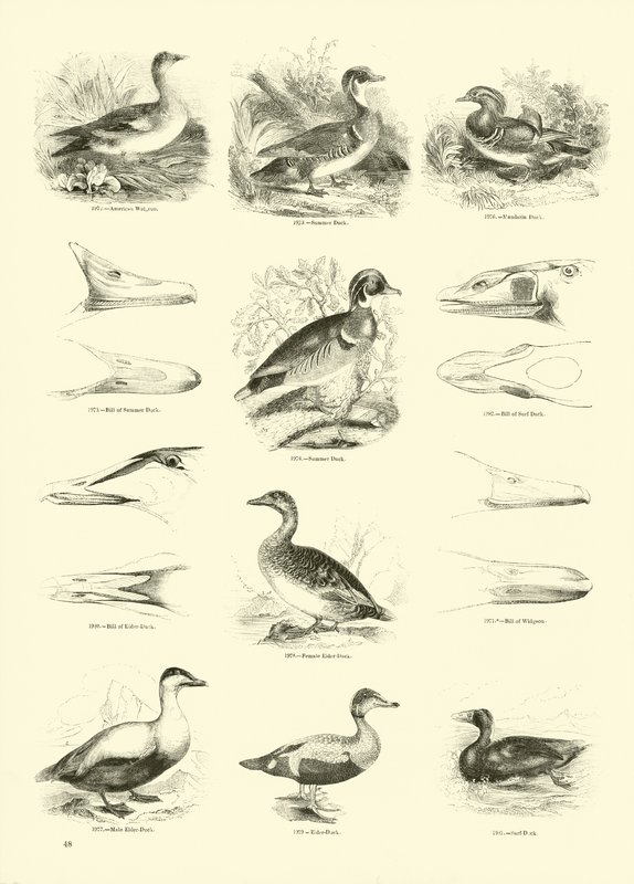 Side fra The Pictorial Museum of Animated Nature af English School