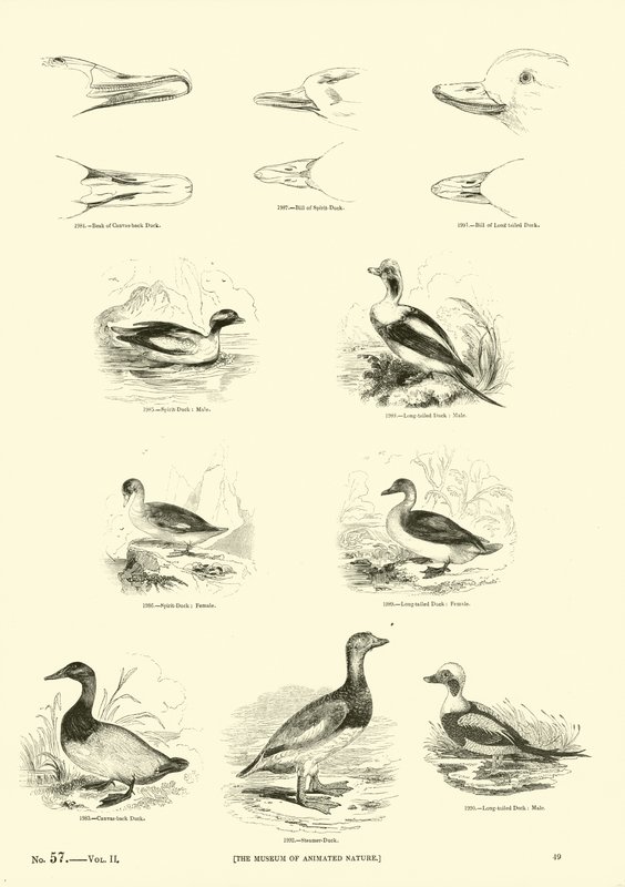 Side fra The Pictorial Museum of Animated Nature af English School