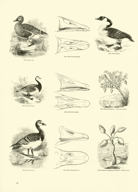 Side fra The Pictorial Museum of Animated Nature af English School