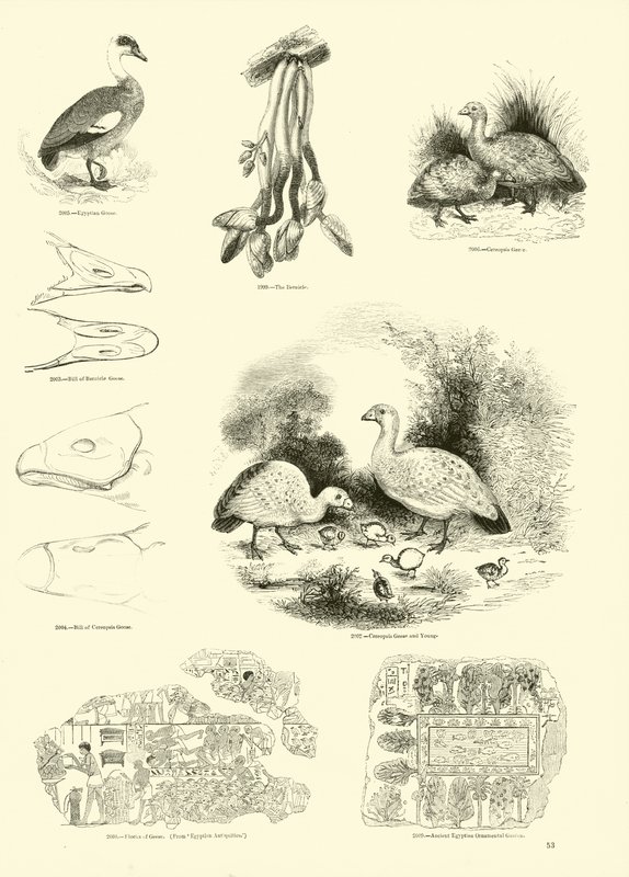 Side fra The Pictorial Museum of Animated Nature af English School