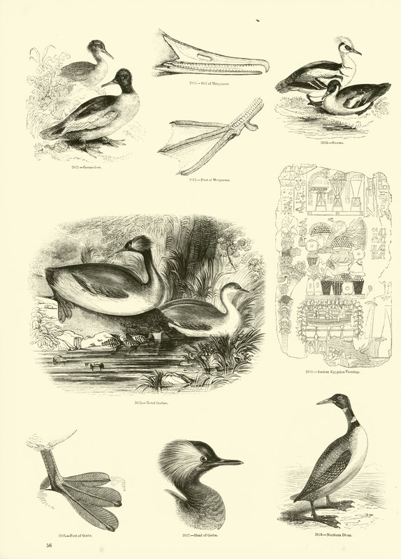 Side fra The Pictorial Museum of Animated Nature af English School