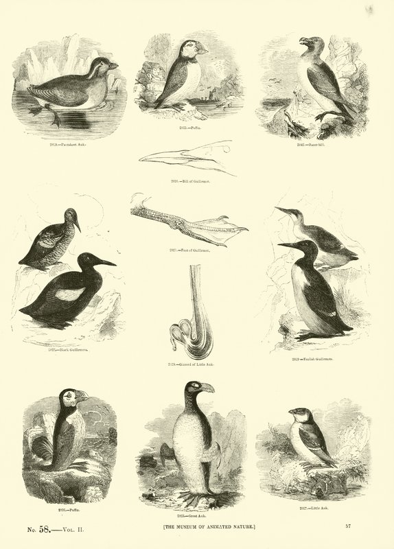 Side fra The Pictorial Museum of Animated Nature af English School