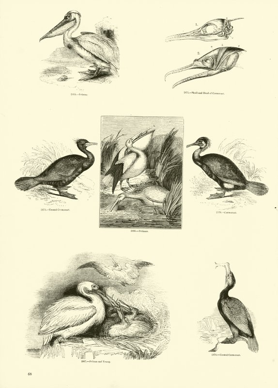 Side fra The Pictorial Museum of Animated Nature af English School