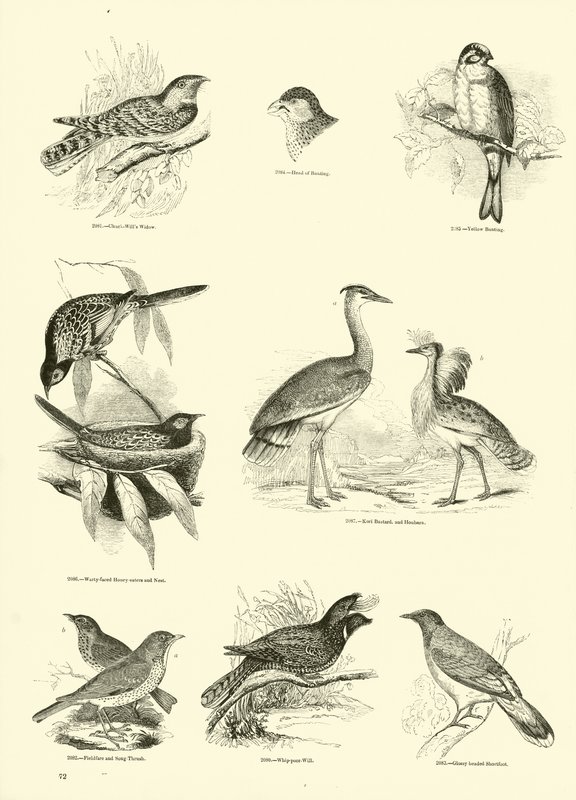Side fra The Pictorial Museum of Animated Nature af English School