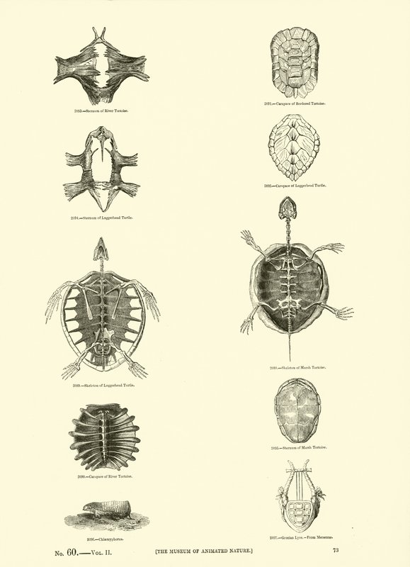 Side fra The Pictorial Museum of Animated Nature af English School