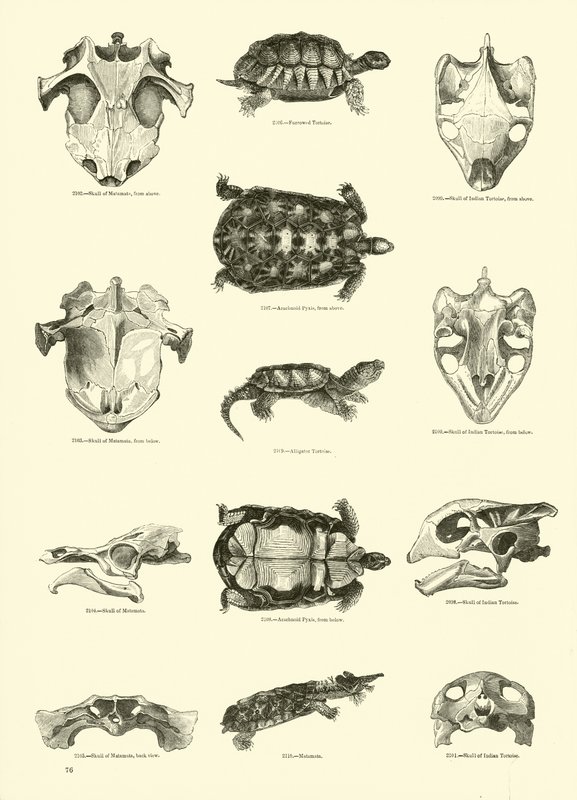 Side fra The Pictorial Museum of Animated Nature af English School