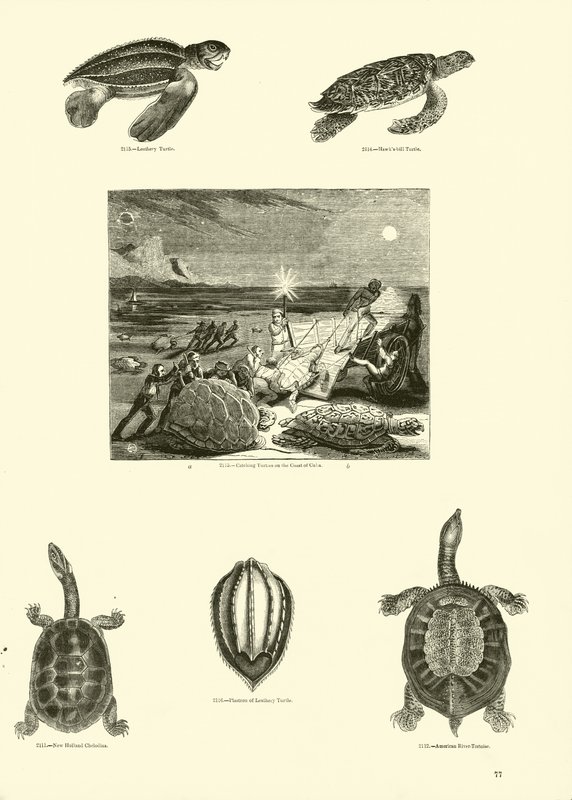 Side fra The Pictorial Museum of Animated Nature af English School