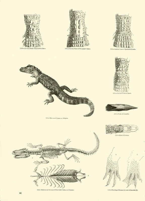 Side fra The Pictorial Museum of Animated Nature af English School