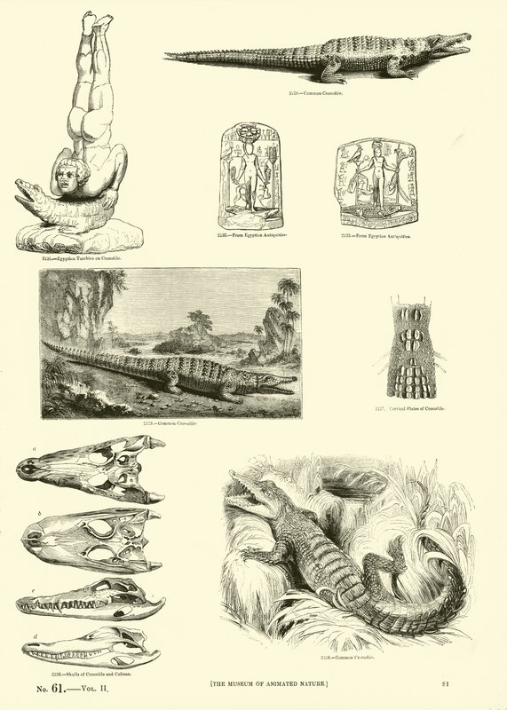 Side fra The Pictorial Museum of Animated Nature af English School
