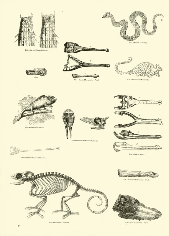 Side fra The Pictorial Museum of Animated Nature af English School