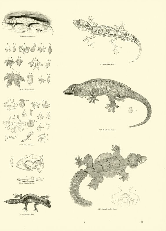 Side fra The Pictorial Museum of Animated Nature af English School