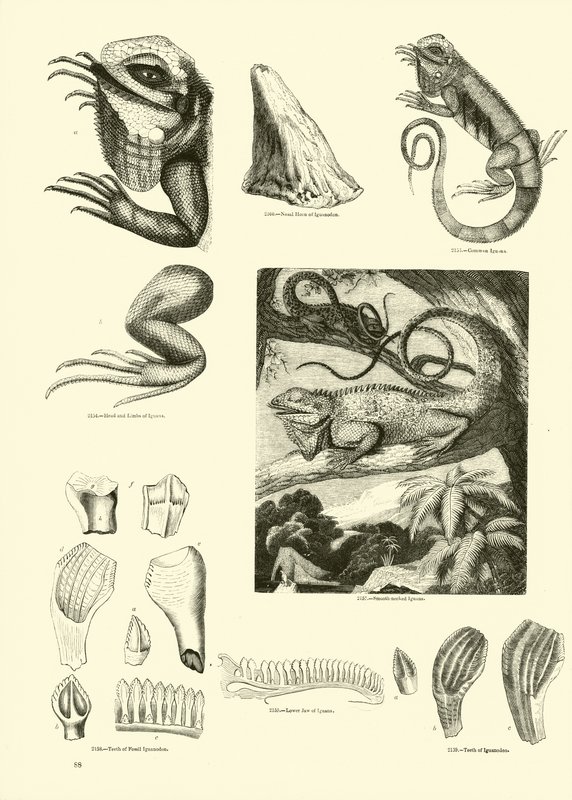 Side fra The Pictorial Museum of Animated Nature af English School