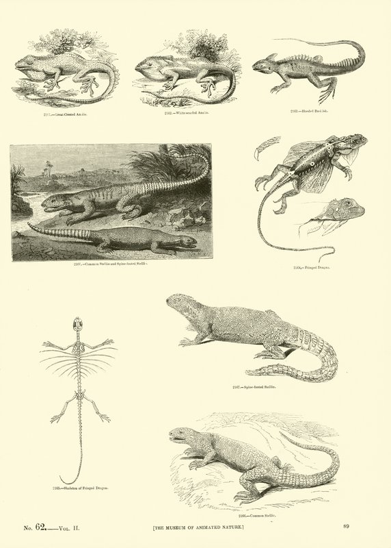 Side fra The Pictorial Museum of Animated Nature af English School
