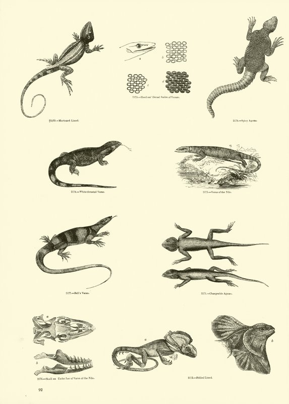 Side fra The Pictorial Museum of Animated Nature af English School