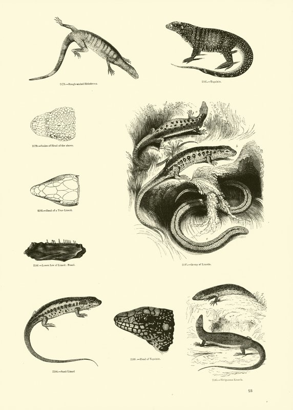 Side fra The Pictorial Museum of Animated Nature af English School